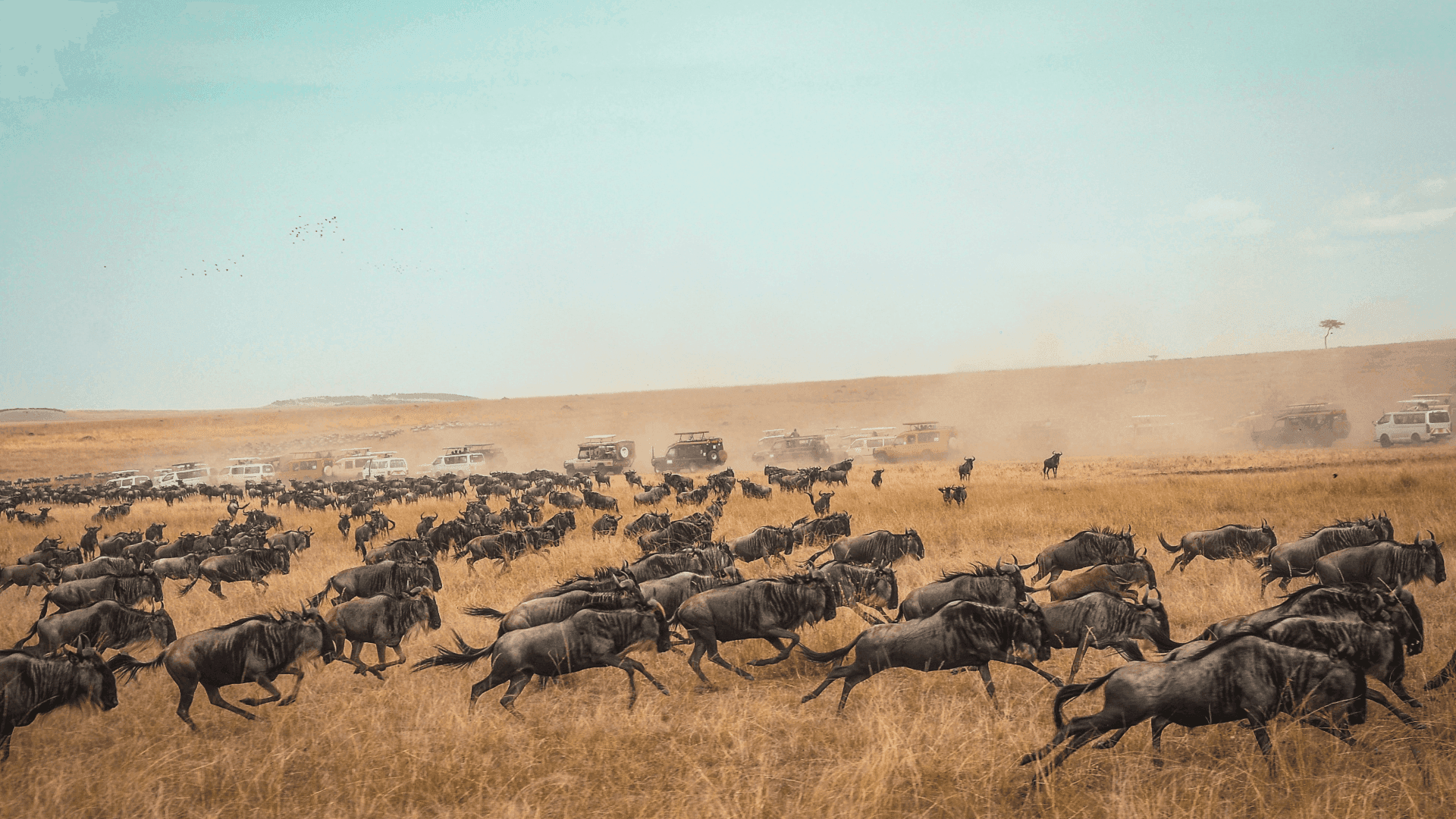 The Great Migration: A Natural Spectacle in the Masai Mara