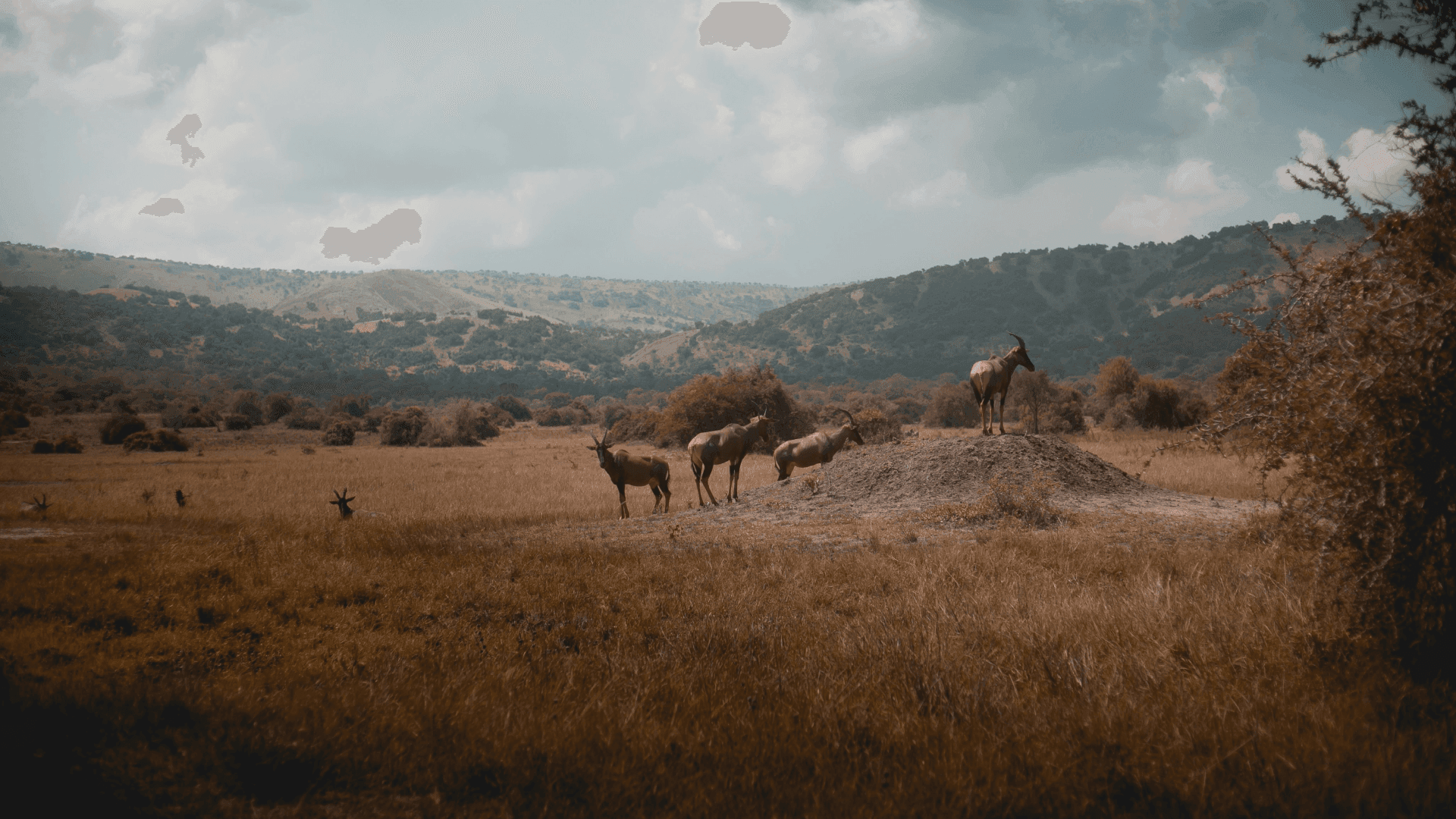 Brown goats on grass, Akagera National Park, Rwanda