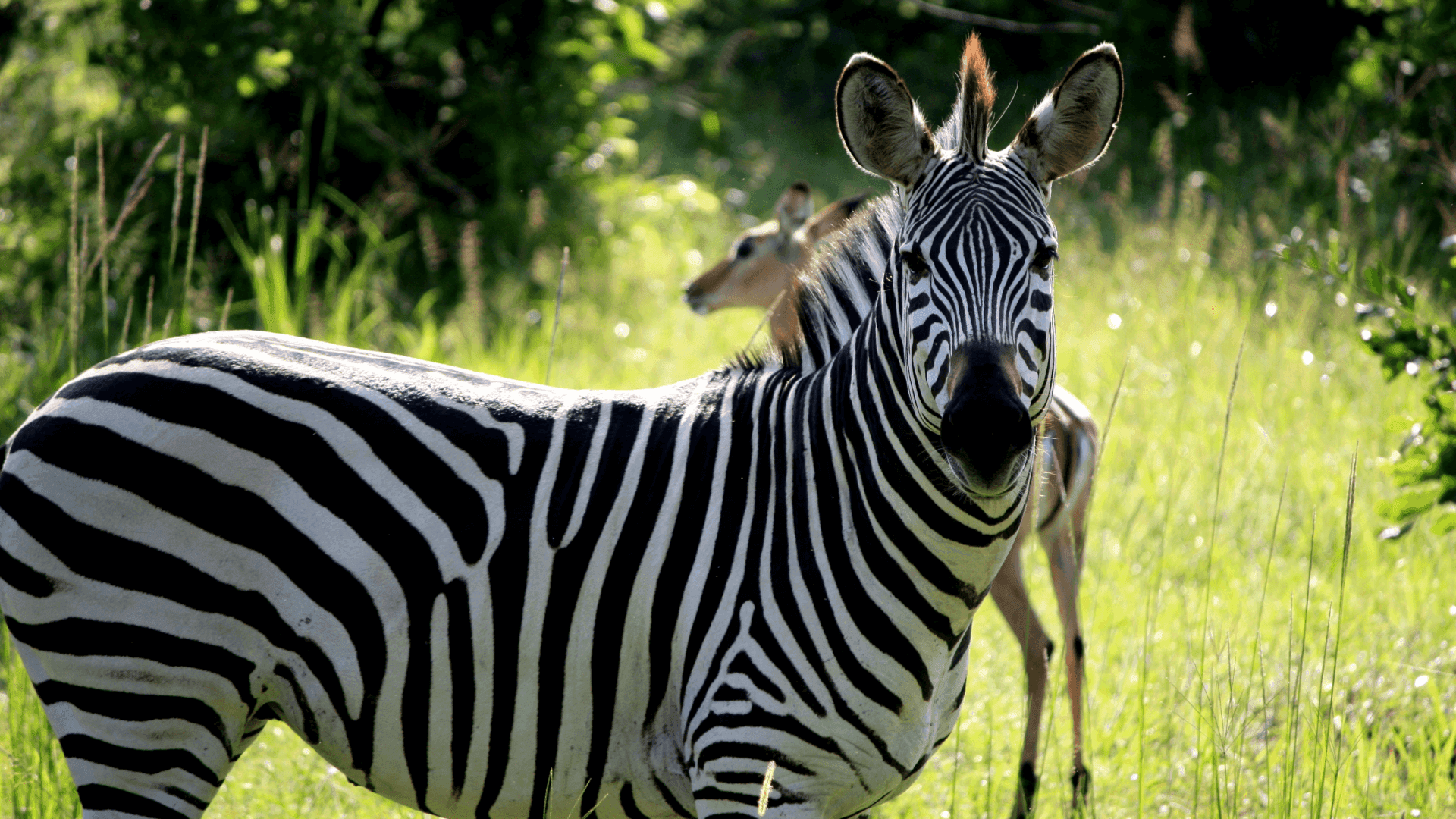 Zebra in South Luangwa National Park, Zambia